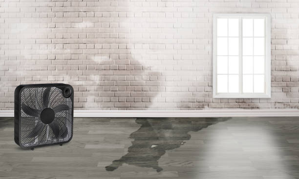 Best Basement water damage restoration  in Wlowbrook, IL